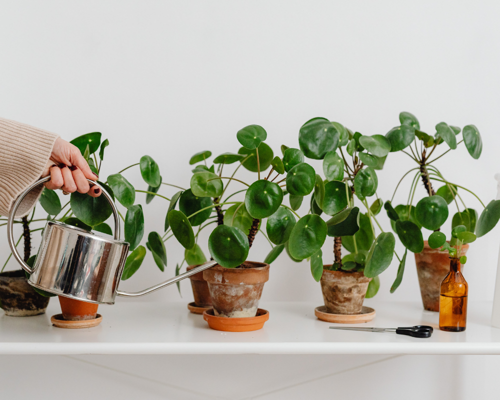 Bitkilerimi Ne Sıklıkta Sulamalıyım?