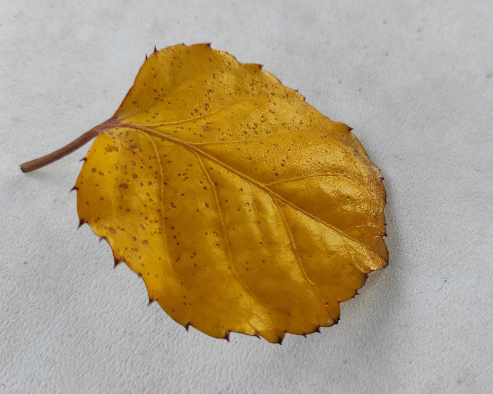 Bitkilerimin Yaprakları Neden Sararıyor?