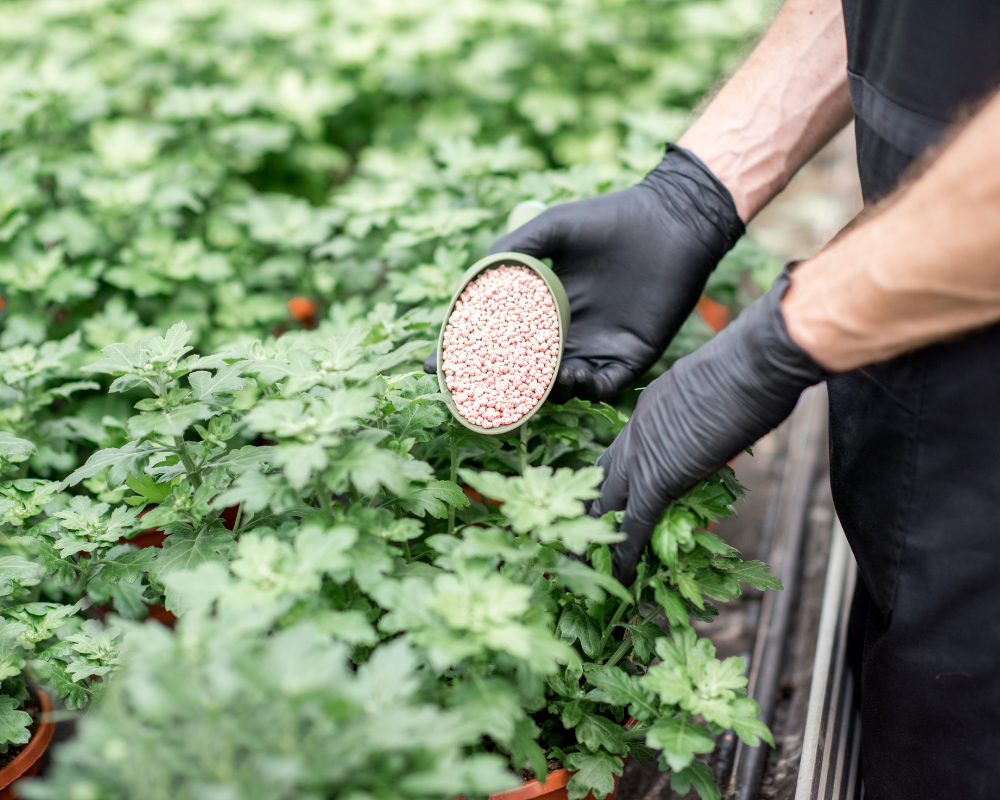 Hangi Bitkiye Ne Zaman Gübre Verilir?