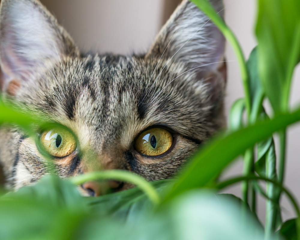 Bitkiler ve Evcil Hayvanlar: Uygun Bitki Seçimi