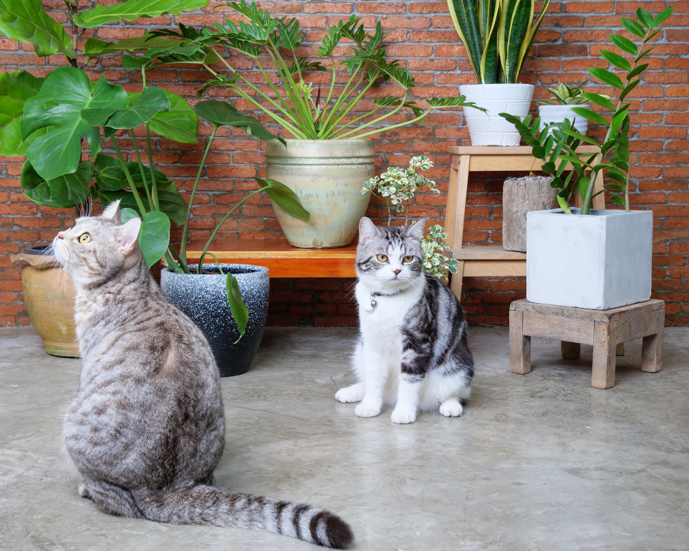 Evcil Hayvan Dostu Bitkiler