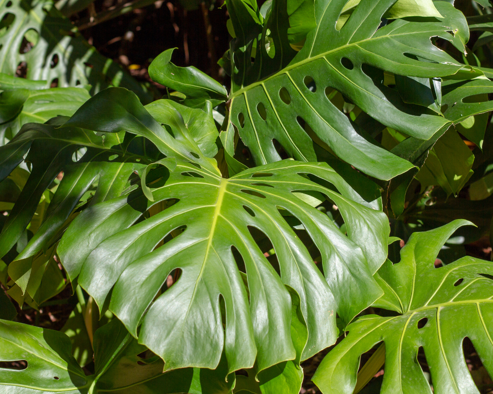 Deve Tabanı Bakımı