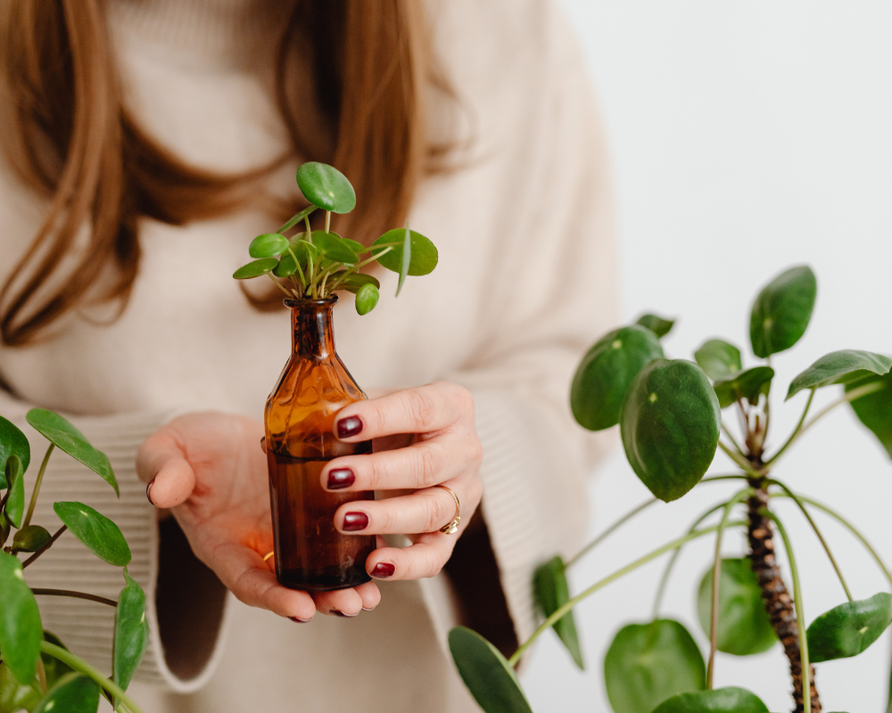 Pilea Peperomiodies Bakımı