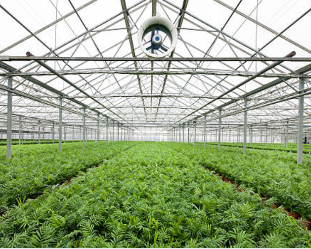 Dağ Palmiyesi Bakımı