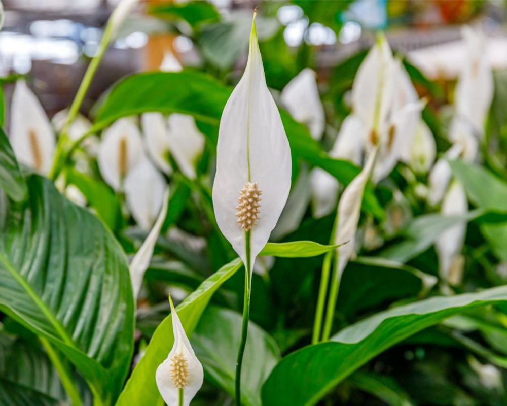 Barış Çiçeği Bakımı