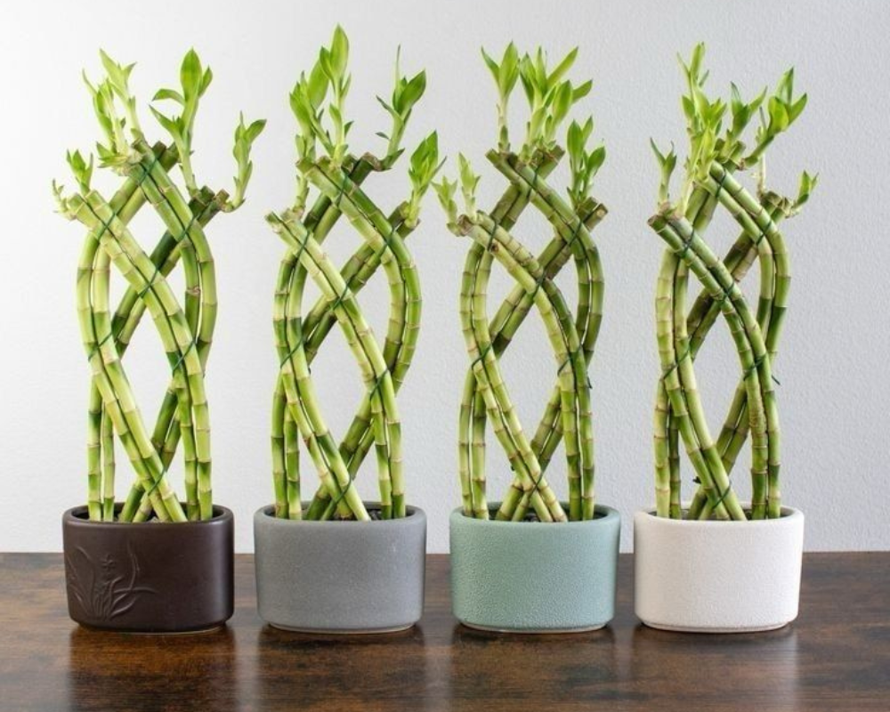 Şans Bambusu Bakımı