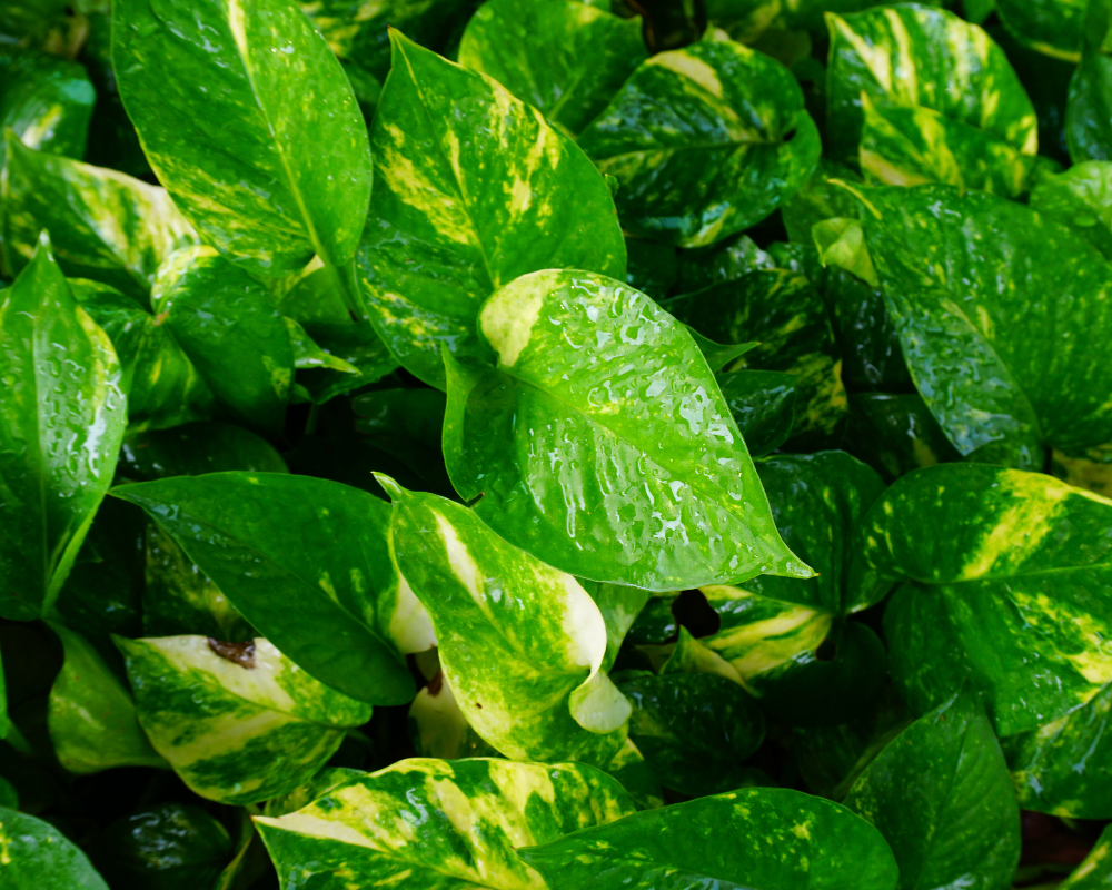 Potos Salon Sarmaşığı Bakımı