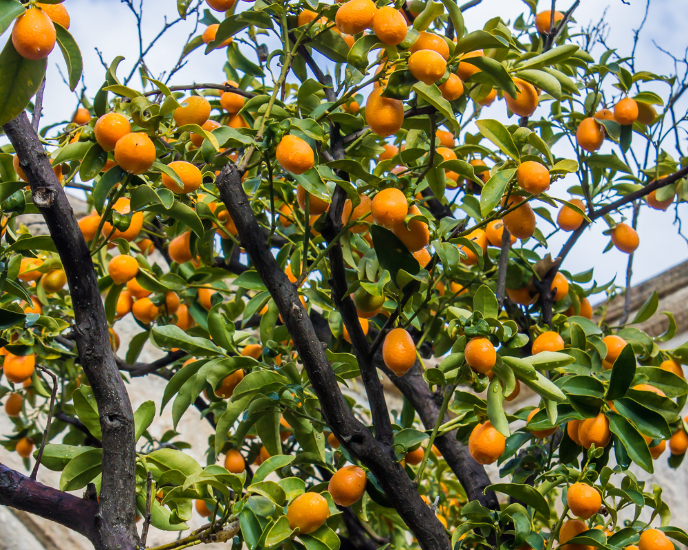 Kumkuat Bitkisi Bakımı