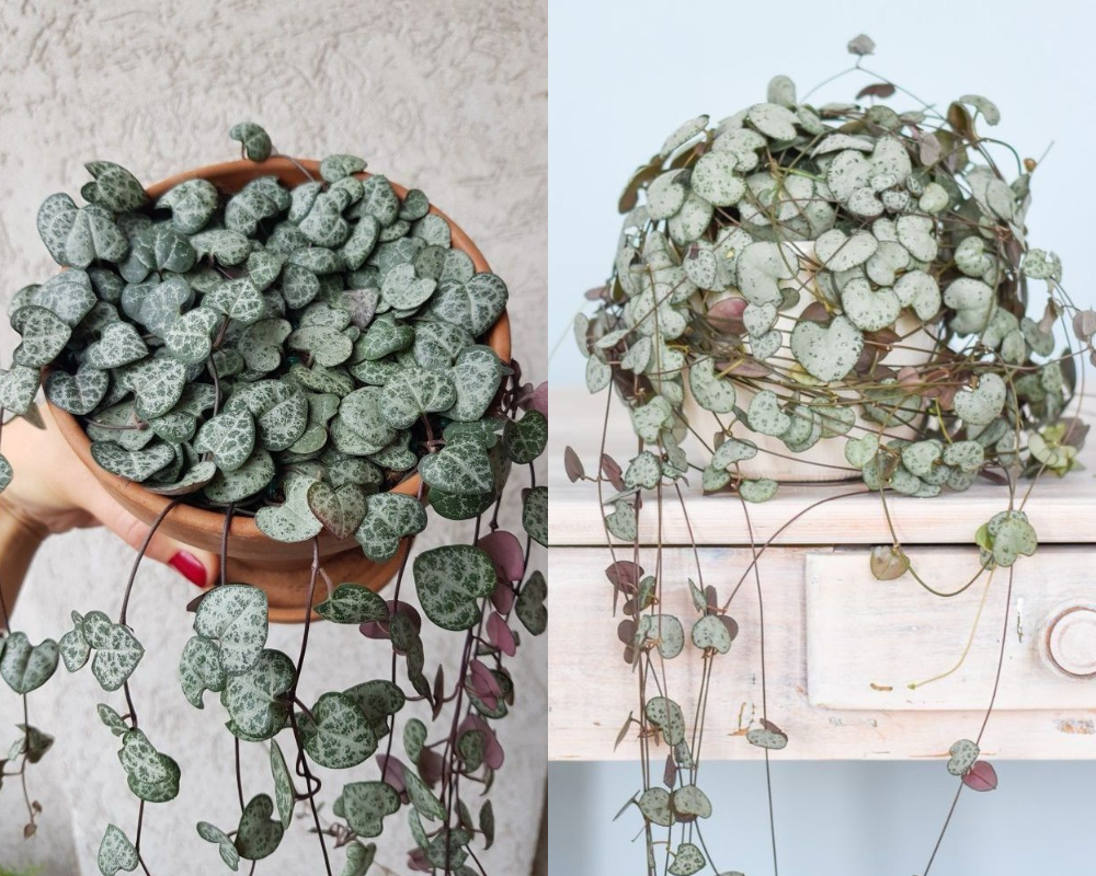 Kalp Kalbe Karşı Bitkisi Bakımı