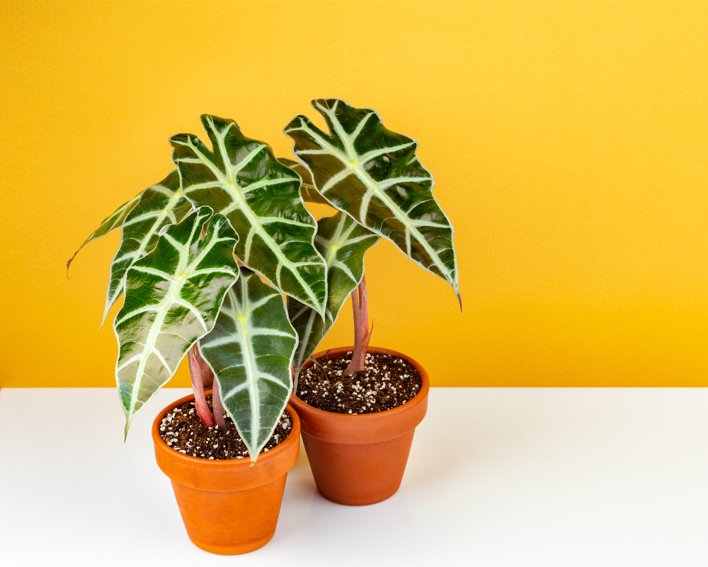 Fil Kulağı Bitkisi Bakımı