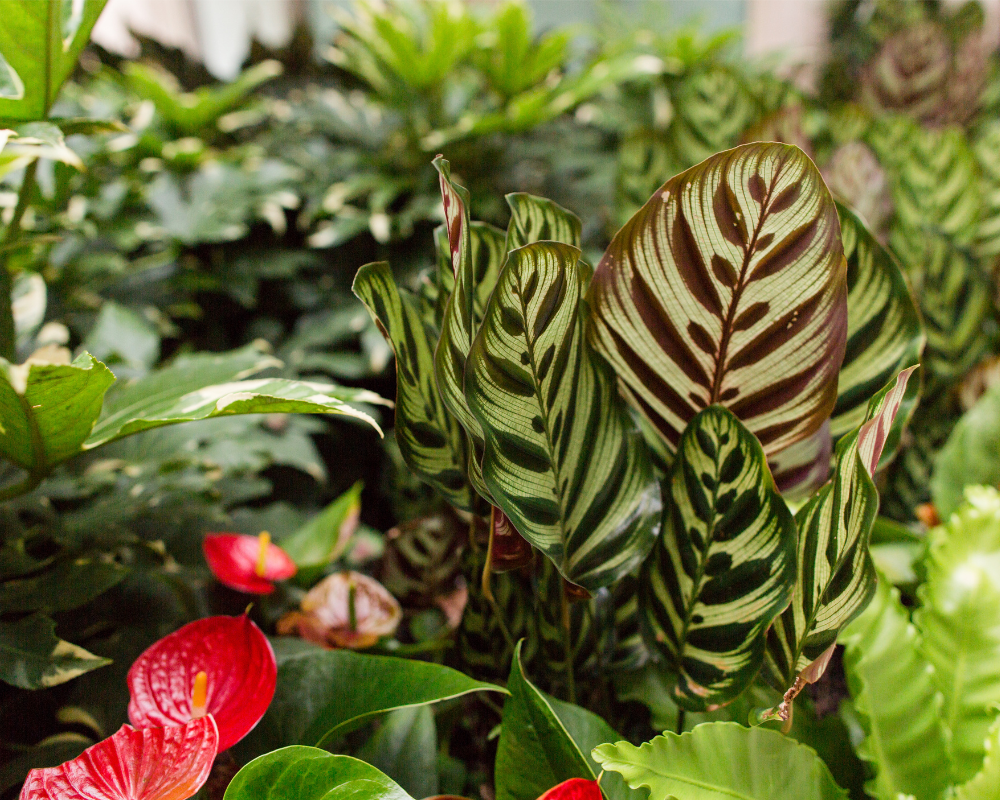 Calathea Bitkileri Bakımı