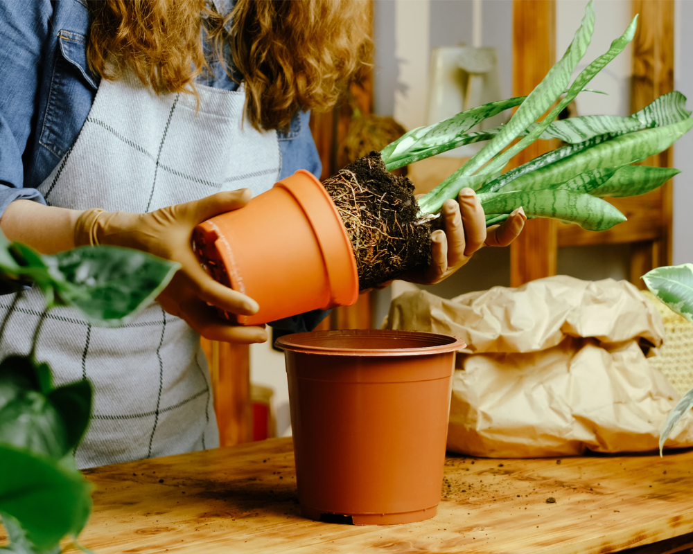 Paşa Kılıcı Bakımı