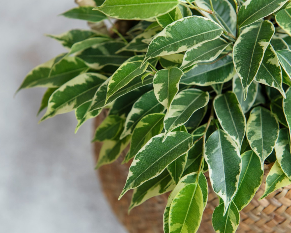 Ficus Benjamin Bakımı