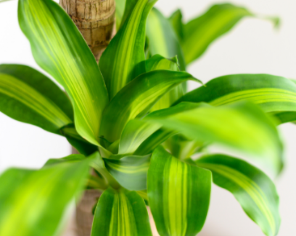 Dracaena Massengeana Bakımı