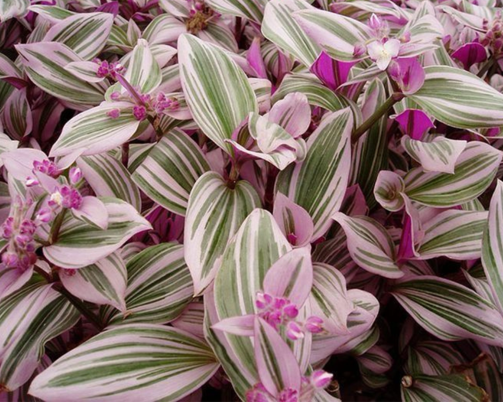 Telgraf Çiçeği Bakımı