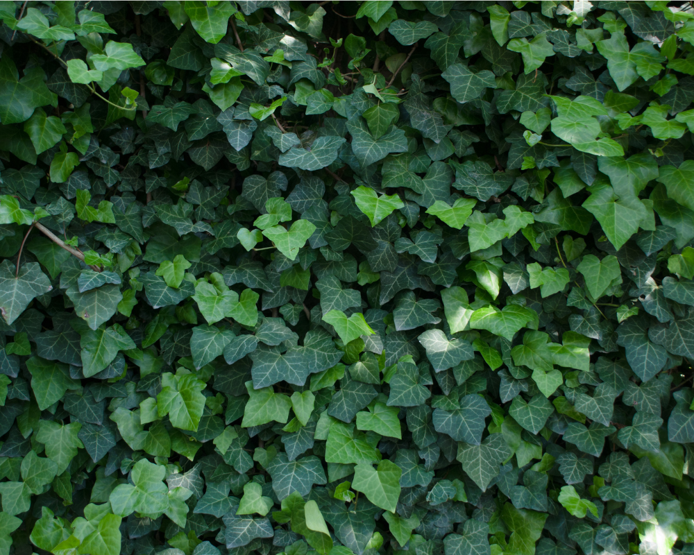 Duvar Sarmaşığı Bakımı