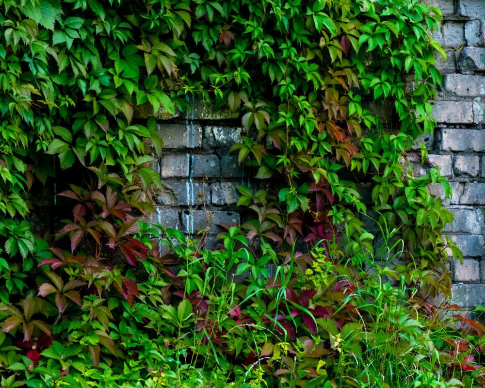 Amerikan Sarmaşığı Bakımı