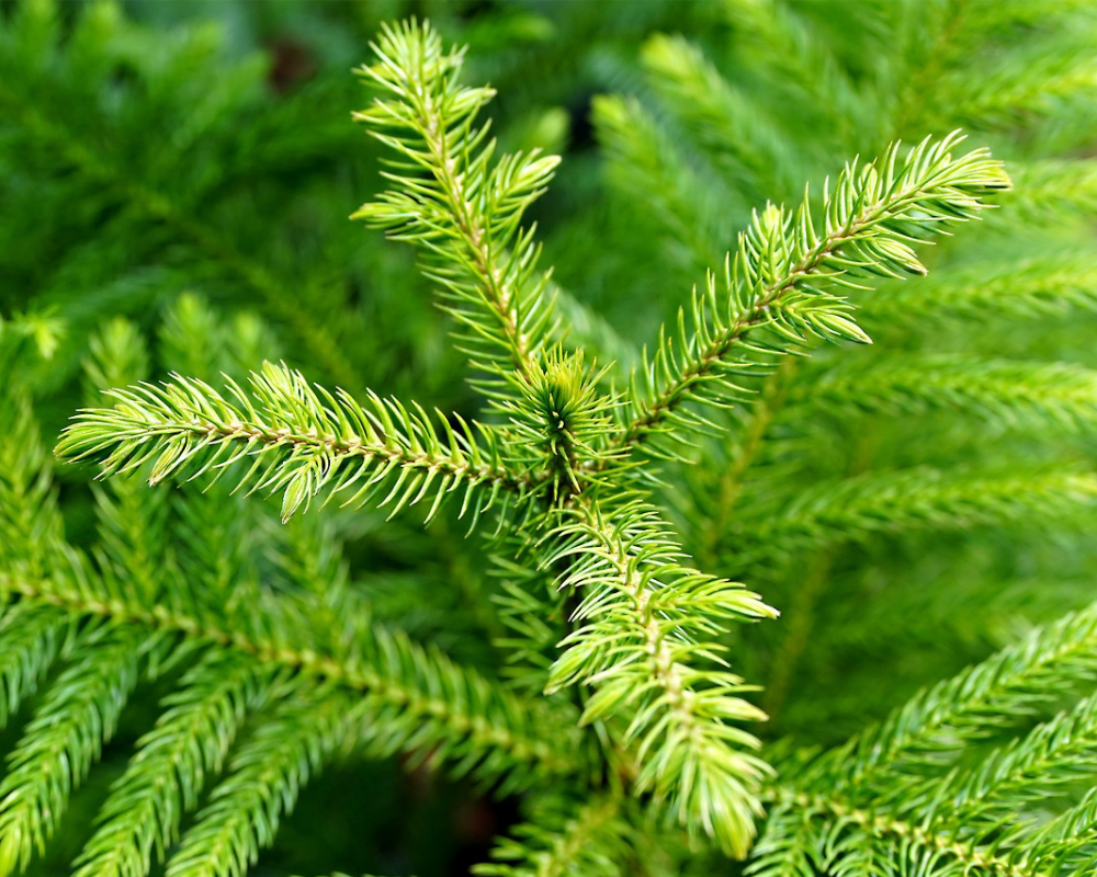 Arokarya Çamı Bakımı