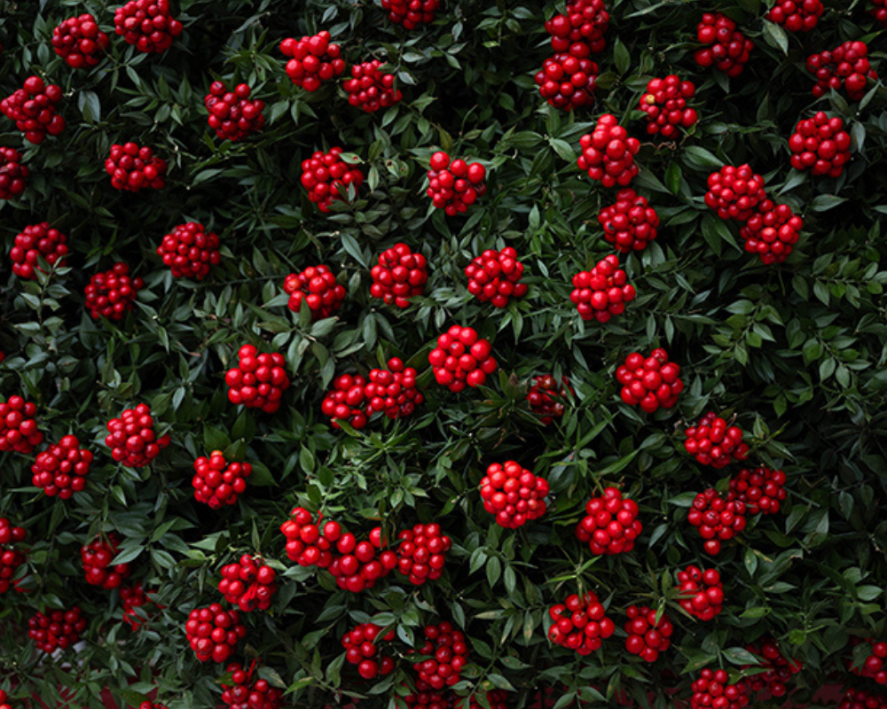 Kokina Çiçeği Bakımı