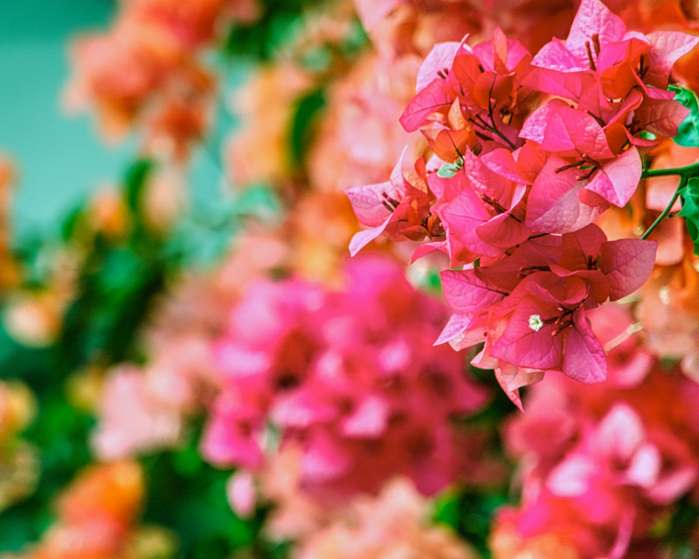 Begonvil Bitkileri Bakımı