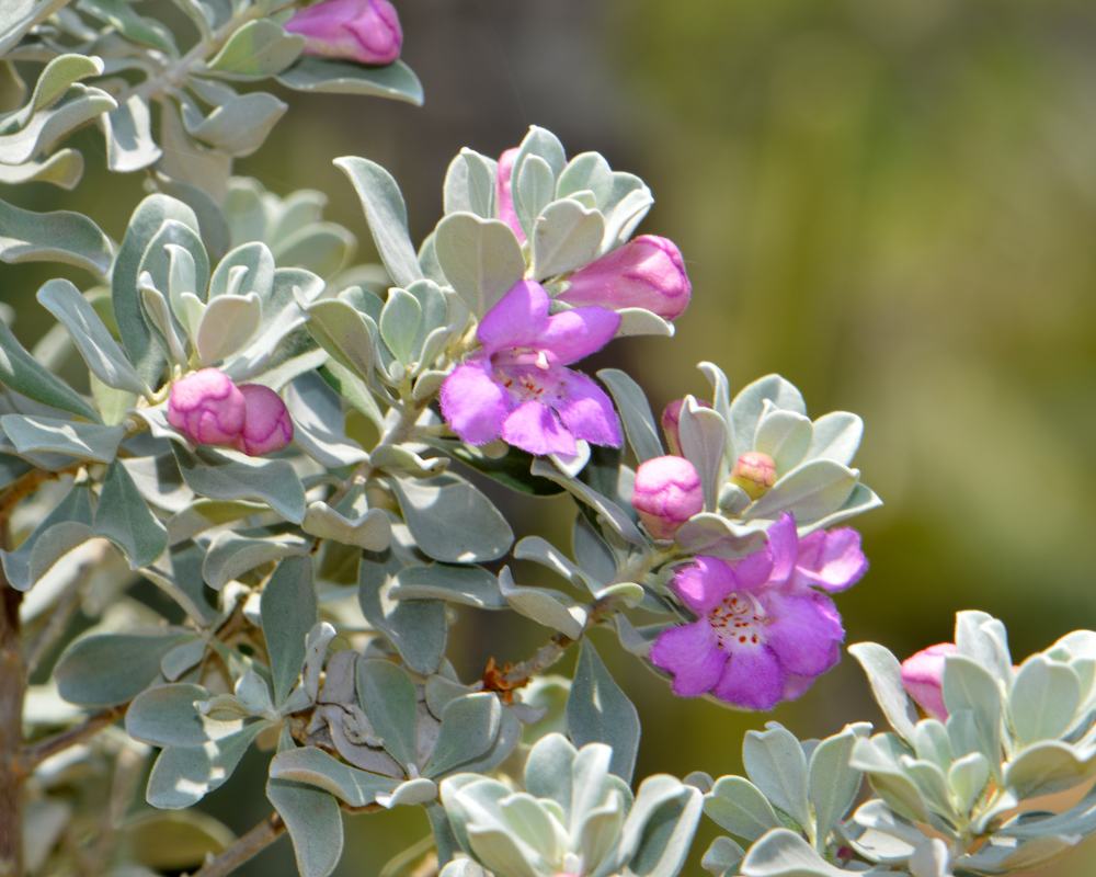 Texas Adaçayı Bakımı