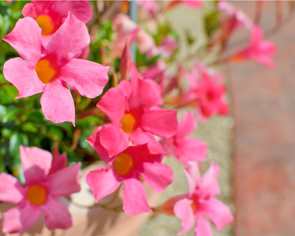 Mandevilla Çiçeği Bakımı