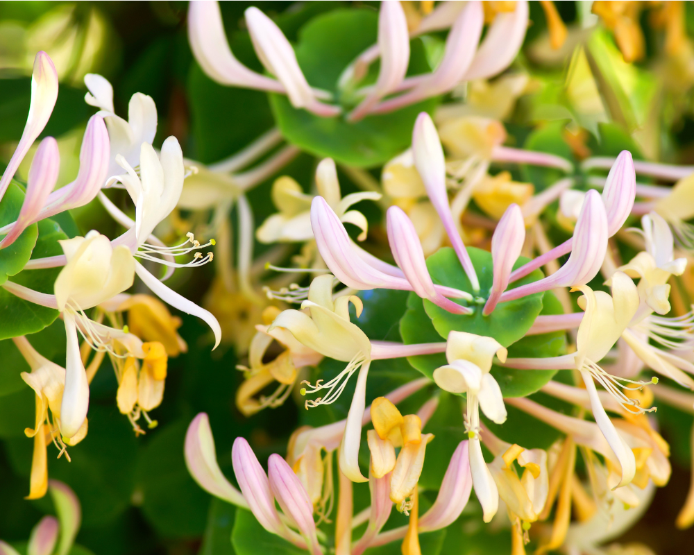 Hanımeli Çiçeği Bakımı