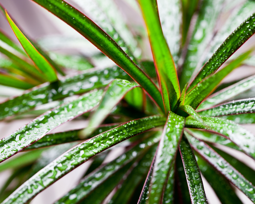 Dracaena Marginata Bakımı