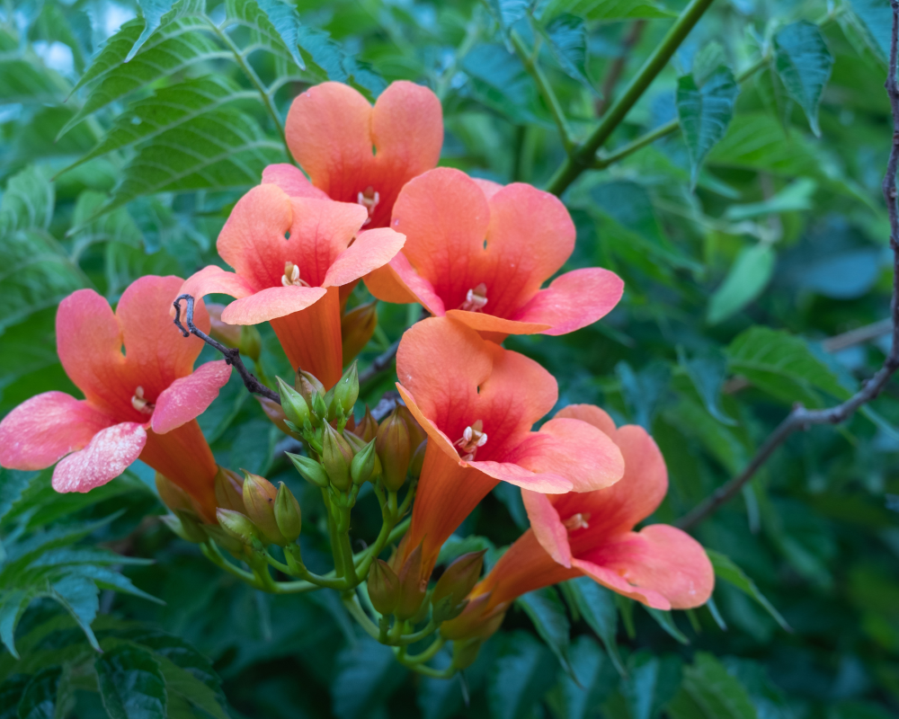 Acem Borusu Bakımı