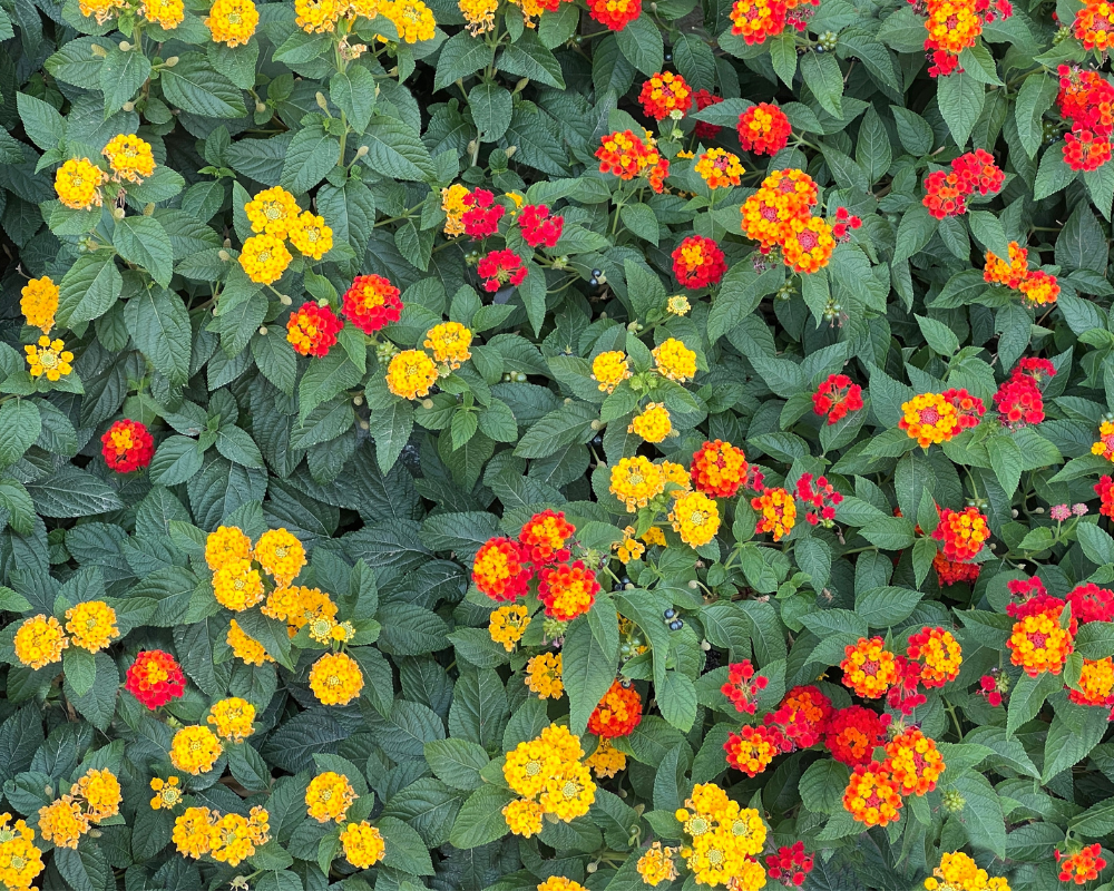 Çalı Minesi Bakımı