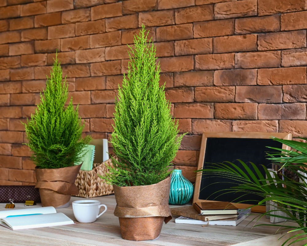 Limon Servi Bakımı