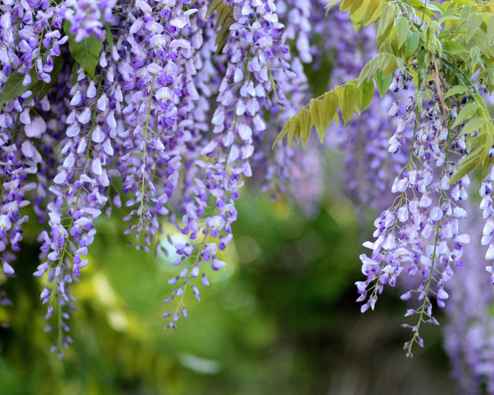Mor Salkım Bakımı