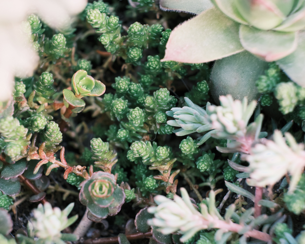 Sedumların Bakımı