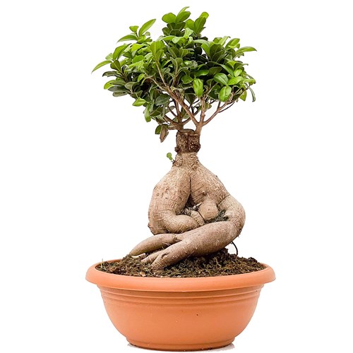Bonsai XL (Ficus Ginseng)