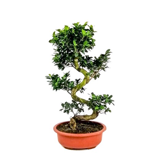 S Bonsai (Ficus Ginseng)
