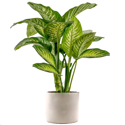 Difenbahya (Dieffenbachia Tropic Snow) Ruby