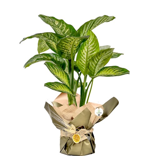 Difenbahya (Dieffenbachia Tropic Snow) Hediye Paketli