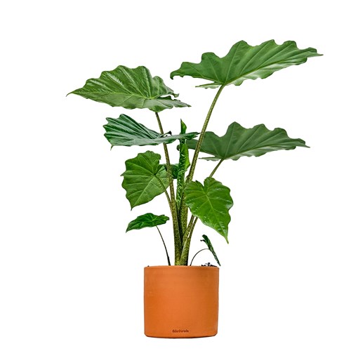 Fil Kulağı (Alocasia) Ruby