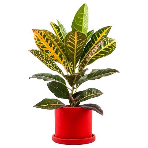 Kraton (Croton Petra) Ruby
