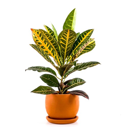 Kraton (Croton Petra) Curvy