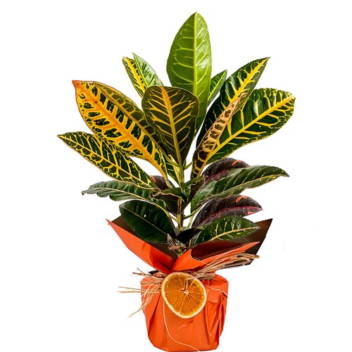Kraton (Croton Petra) Hediye Paketli