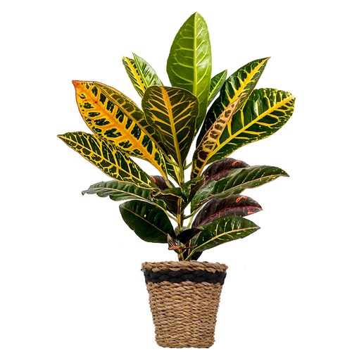 Kraton (Croton Petra) Hasır Saksılı