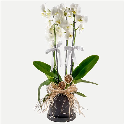 Beyaz Orkide (White Orchid) Ruby