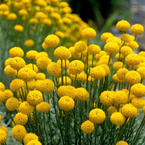 Lavantin (Santolina Chamaecyparissus)