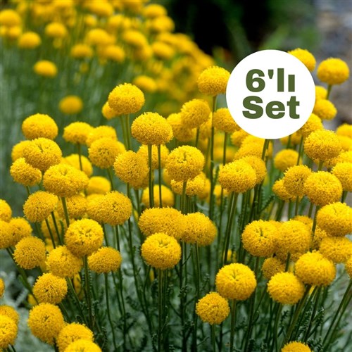 Lavantin (Santolina Chamaecyparissus) 6'lı Set
