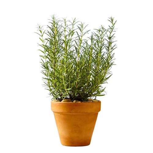 Biberiye (Rosmarinus Officinalis)