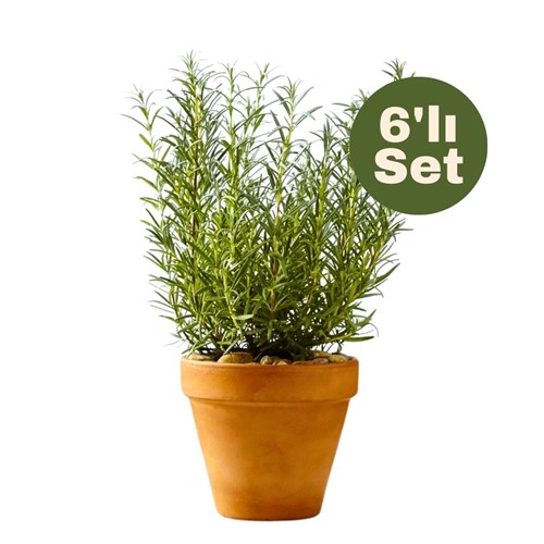 Biberiye (Rosmarinus Officinalis) 6'lı Set