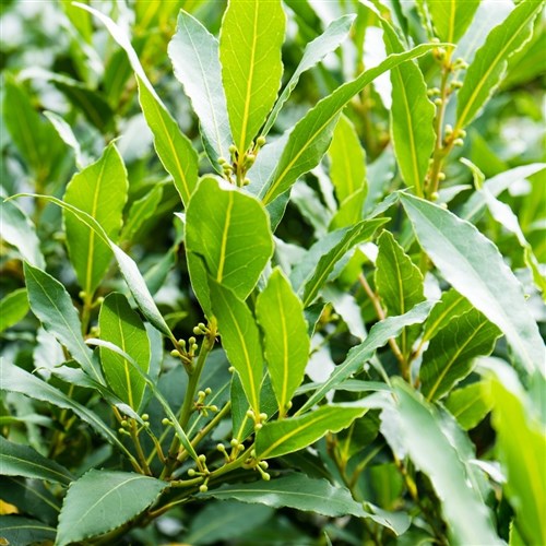 Defne (Laurus Nobilis)