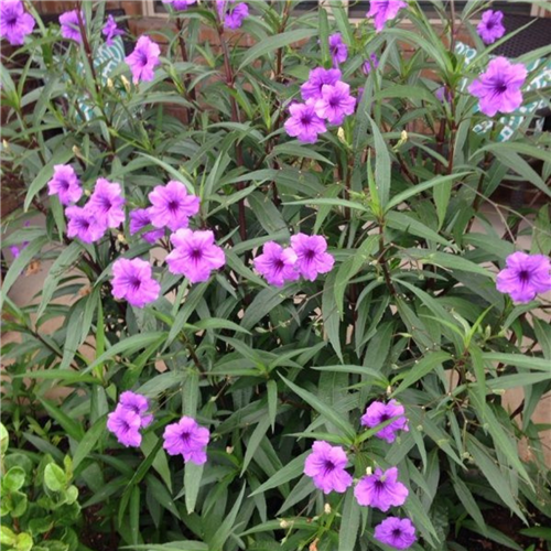 Meksika Petunyası (Ruelya)