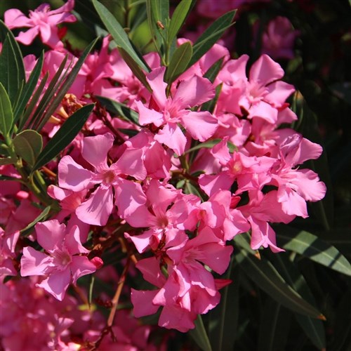 Zakkum Çiçeği (Nerium Oleander)